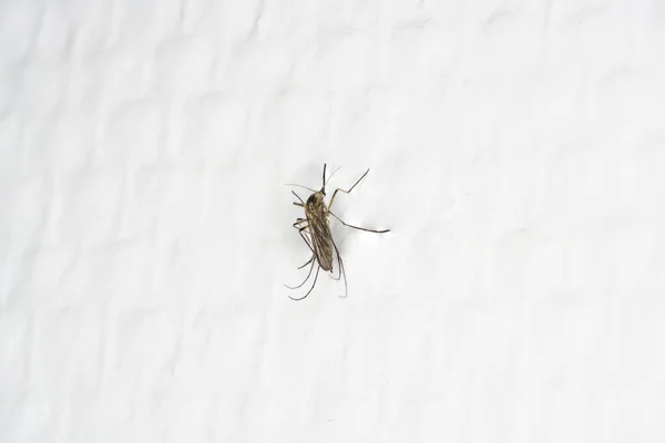 Mosquito Una Pared Blanca — Foto de Stock