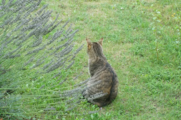 一只灰色的猫坐在草地上 — 图库照片
