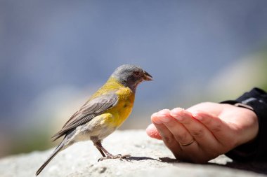 The Blue-and-yellow tanager bird eating seeds from someone's hand clipart
