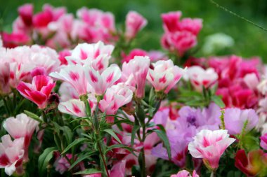 A soft focus of colorful godetia flowers blooming at a garden clipart