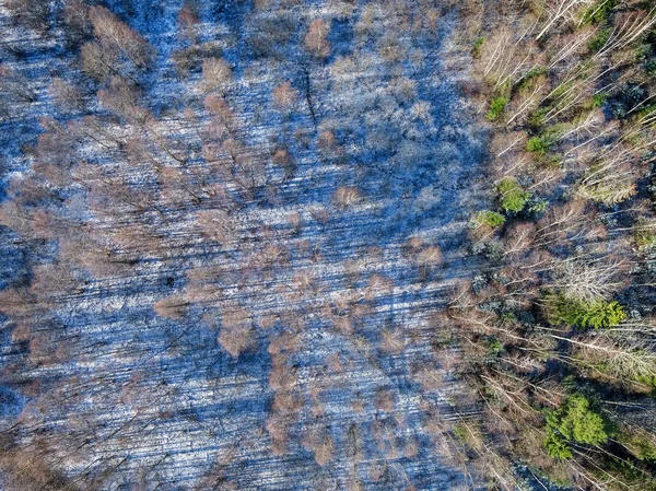 Kışın Orman Manzarasının Çarpıcı Kuş Bakışı Görüntüsü — Stok fotoğraf
