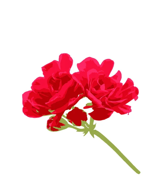Крупним Планом Квітка Герані Пеларгонії Ізольованому Фоні — стокове фото