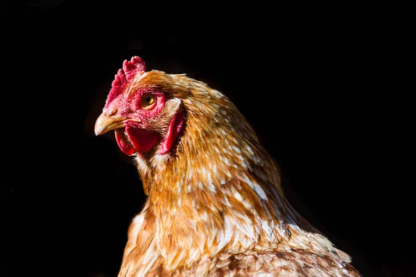 黒い背景に隔離された鶏のクローズアップショット — ストック写真