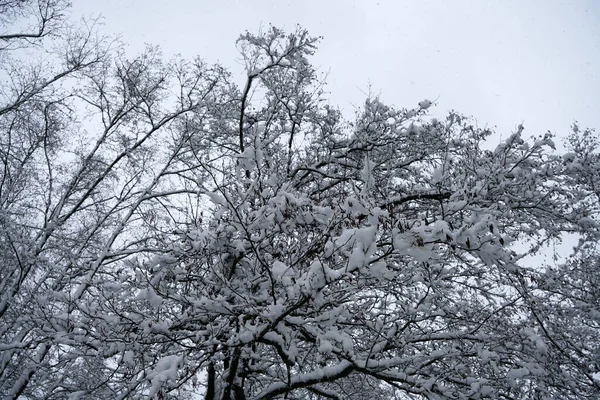 Krásný Záběr Stromů Částečně Pokrytých Sněhem — Stock fotografie