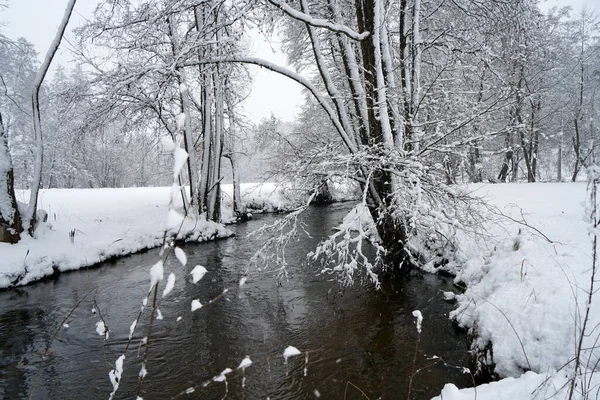 Eine Schöne Weitwinkelaufnahme Der Waldlandschaft Winter — Stockfoto