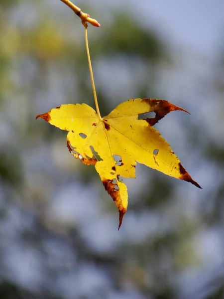 가을철 아름다운 배경에 완벽하다 — 스톡 사진