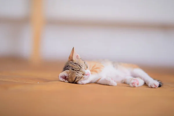 Nahaufnahme Einer Entzückenden Katze Auf Verschwommenem Hintergrund — Stockfoto