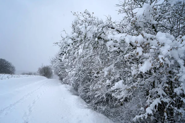 一片被雪覆盖的美丽的树 — 图库照片