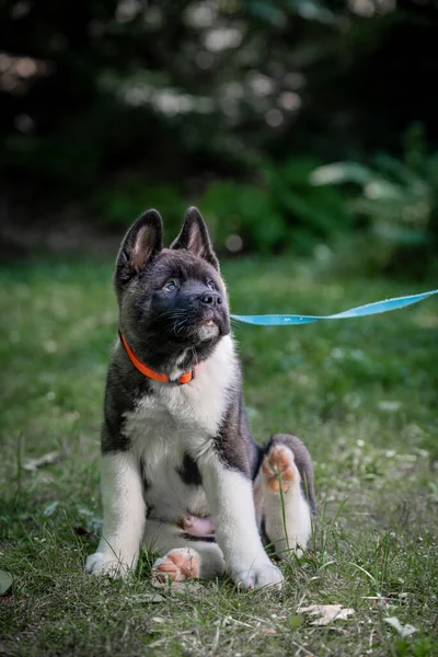 Vertical Shot American Akita Puppy — Stock Photo, Image