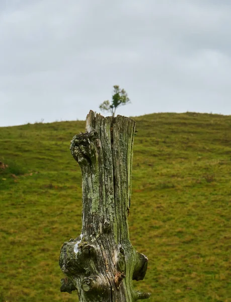 Svislý Snímek Kmene Stromu Nových Větví Stupních Šedi — Stock fotografie
