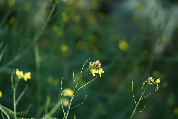 Uma Abelha Uma Flor Amarela Coletando Pólen — Fotografia de Stock