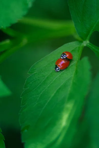 Gros Plan Coccinelles Ayant Des Relations Sexuelles Sur Une Feuille — Photo