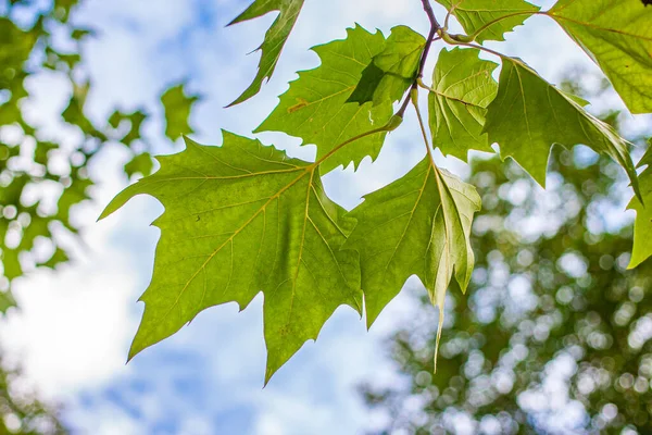 Eine Nahaufnahme Der Grünen Blätter Unter Dem Blauen Himmel — Stockfoto