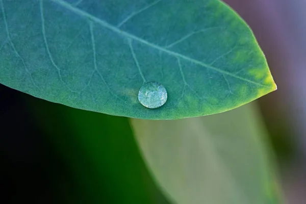 Primer Plano Plomo Verde Con Gotitas Agua Bajo Luz Del — Foto de Stock