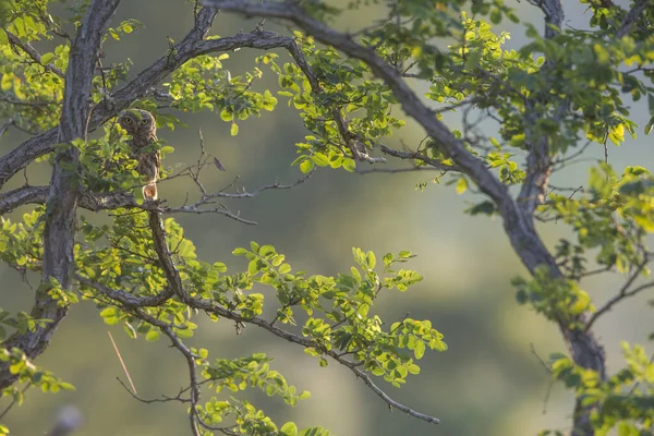 Primo Piano Del Piccolo Gufo Appollaiato Ramo Albero — Foto Stock