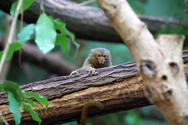 Marmoset Pigmeu Pequeno Bonito Uma Árvore — Fotografia de Stock