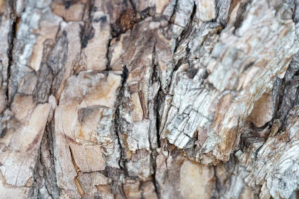 Detailní Záběr Textury Kůry Stromu — Stock fotografie