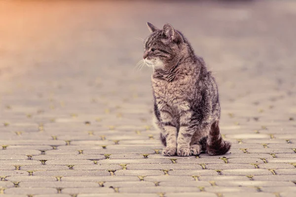 Egy Közeli Kép Egy Szürke Macskáról Egy Csempézett Úton — Stock Fotó