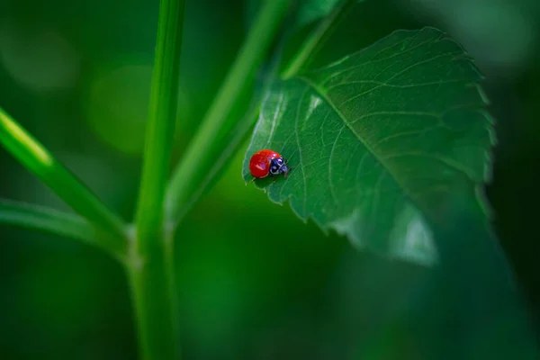 Gros Plan Une Coccinelle Sur Une Feuille Verte — Photo