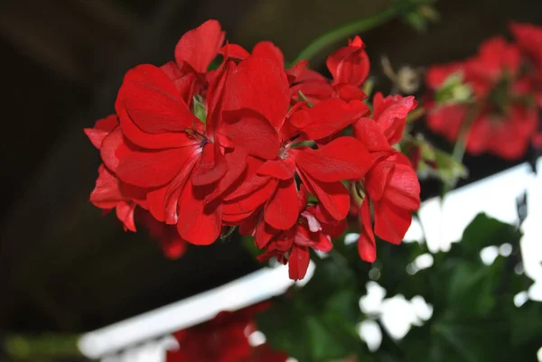 Colpo Selettivo Pelargonio Rosso Nel Giardino — Foto Stock