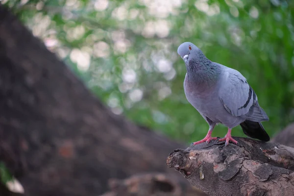 Mise Point Sélective Une Adorable Colombe Sur Tronc Arbre — Photo