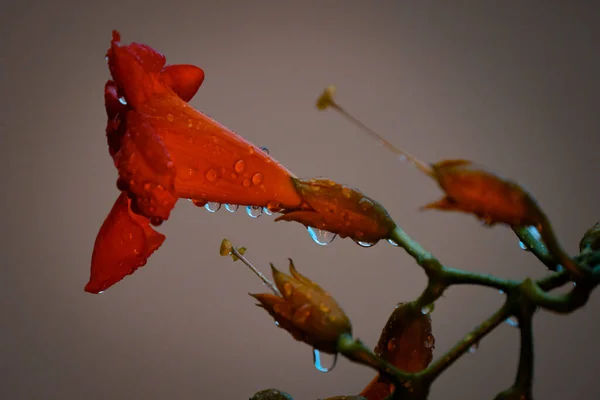 Närbild Röda Blommor — Stockfoto
