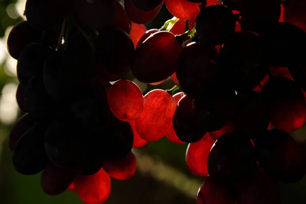 Tiro Foco Seletivo Uvas Frescas Maduras Suculentas Que Crescem Ramos — Fotografia de Stock