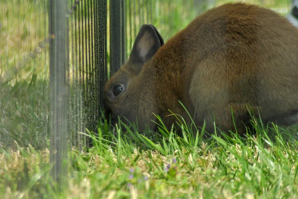 屋外エンクロージャのフェンスの近くに茶色のウサギの選択的なフォーカスのクローズアップショット — ストック写真