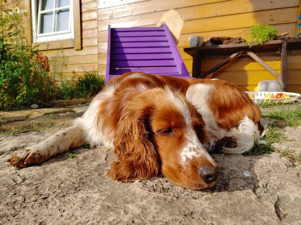 Adorable Primer Plano Springer Spaniel Galés Descansando Aire Libre —  Fotos de Stock