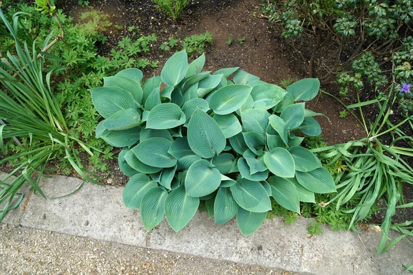 Hojas Verdes Lirios Plátano —  Fotos de Stock