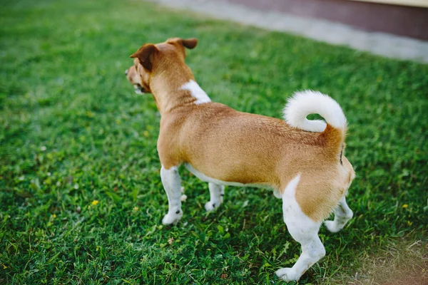 Симпатичная Собака Басенджи Играющая Улице Дневное Время — стоковое фото