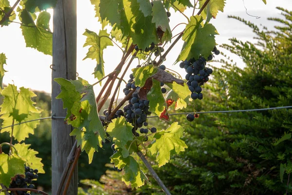 Eine Nahaufnahme Von Weinbergsbepflanzungen Mit Reifen Trauben — Stockfoto