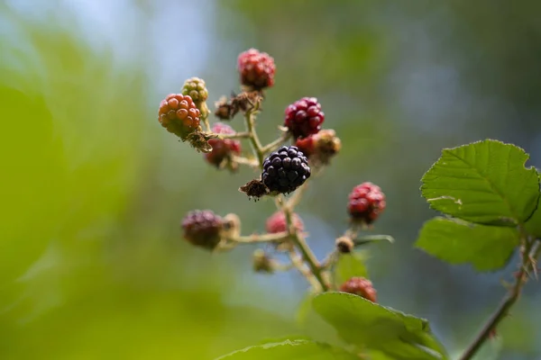 Primo Piano Boysenberry Che Crescono Sotto Luce Del Sole — Foto Stock