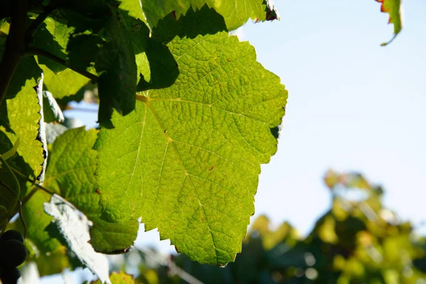 Selective Focus Shot Grape Leaf Vineyard — Stock Photo, Image