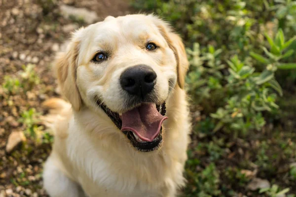 Labrador Retriever Ağzı Açık Bir Şekilde Yukarı Baktığı Yüksek Açılı — Stok fotoğraf