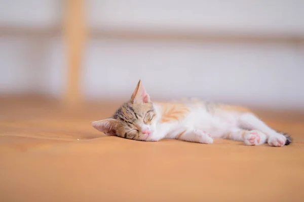 Closeup Shot Adorable Sleeping Cat Blurred Background — Stock Photo, Image