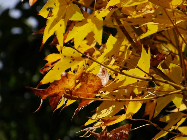Krásný Záběr Shluku Podzimních Zlatých Listů Ideální Pro Pozadí — Stock fotografie