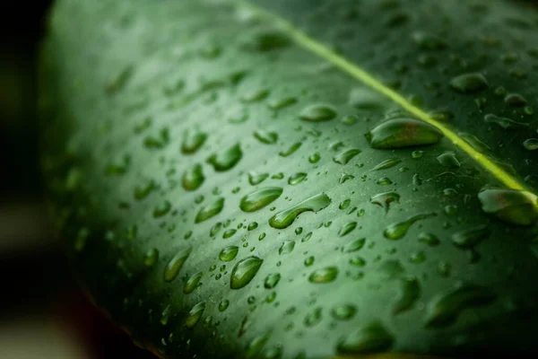 Tiro Macro Folha Verde Coberta Gotas Água — Fotografia de Stock