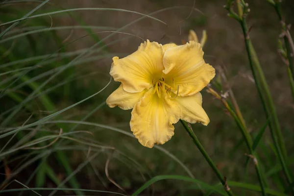 Gros Plan Une Fleur Hybride Jaune Nénuphar — Photo