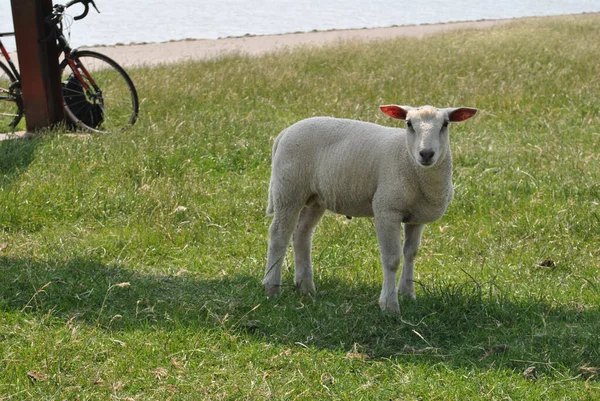 Egy Közeli Felvétel Aranyos Kis Bárányokról — Stock Fotó