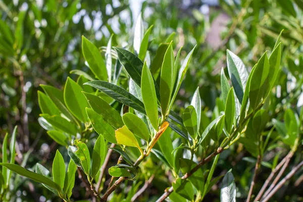 Rosnące Zielone Liście Drzewie — Zdjęcie stockowe