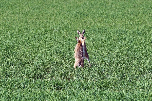 Due Conigli Che Corrono Prato Verde Durante Giorno — Foto Stock