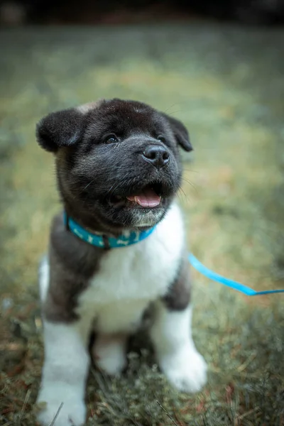 Vertical Shot American Akita Puppy — Stock Photo, Image