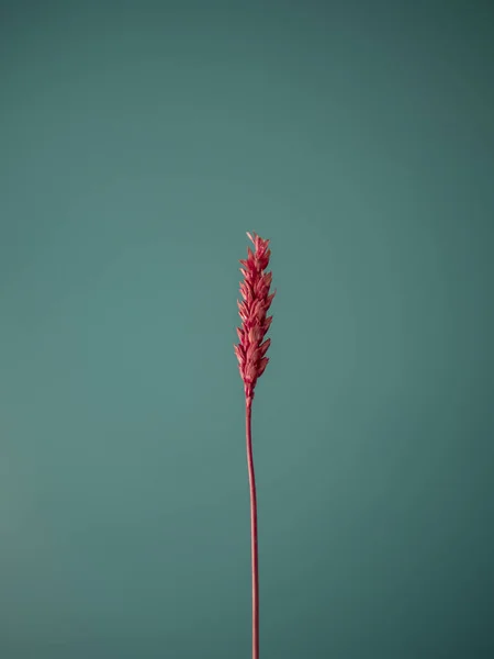 Вертикальный Кадр Пшеницы Красного Цвета Бирюзовой Стены — стоковое фото
