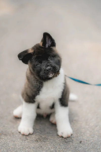 Eine Vertikale Aufnahme Eines Amerikanischen Akita Welpen — Stockfoto