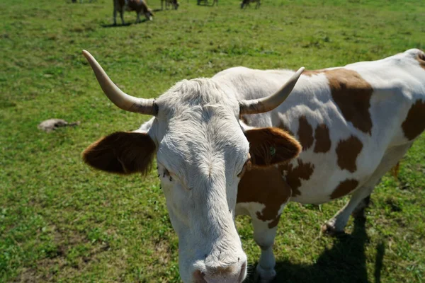 Крупный План Белой Коричневой Коровы Длинными Рогами Ферме — стоковое фото