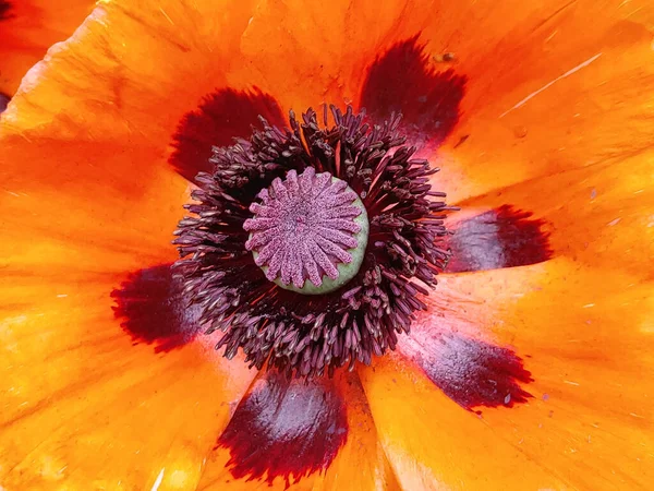 Tiro Macro Close Estigma Flor Papoula — Fotografia de Stock