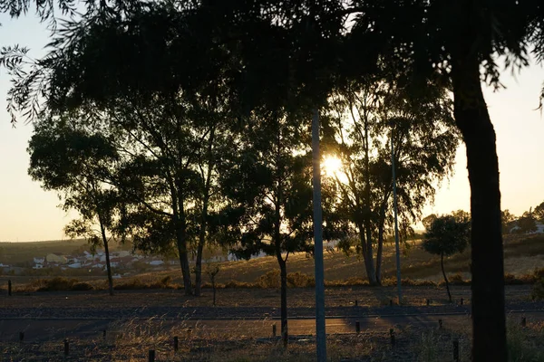 Uma Bela Sot Sol Nascendo Através Árvores — Fotografia de Stock