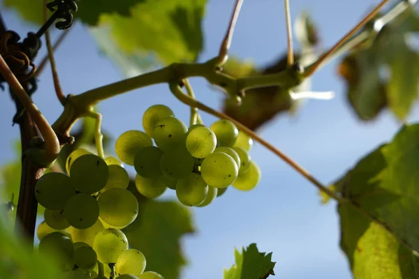 Een Close Shot Van Rijpe Druiven Een Wijnstok Met Wazige — Stockfoto