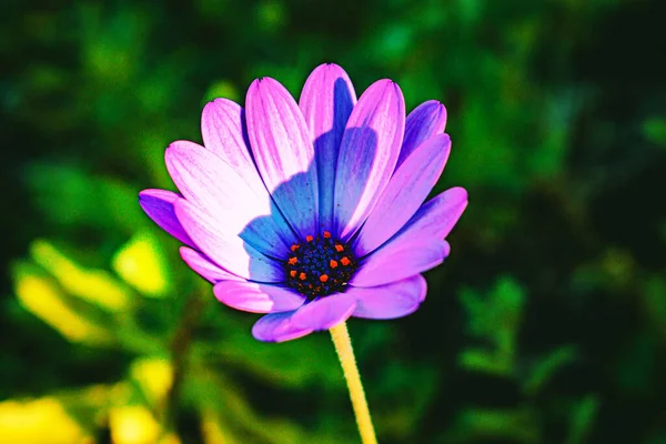 Primer Plano Una Flor Púrpura —  Fotos de Stock